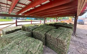 pallet of st augustine grass near me palmetto st augustine grass near me