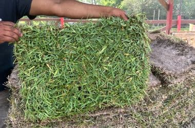 sod pieces for sale in Spring TX st augustine sod grass pieces from a pallet